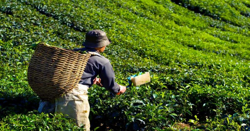 ERP for tea industry